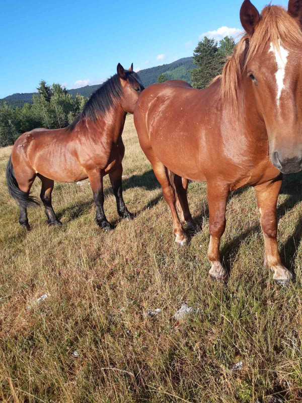 Prodajem 10  mladih zdrijebaca starsti od 1-3 godine