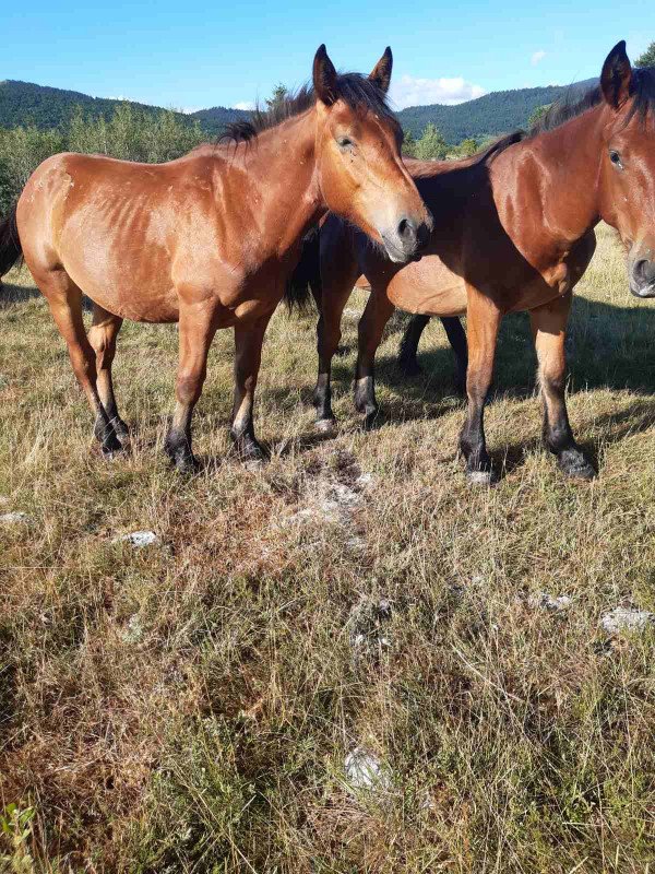 Prodajem 10  mladih zdrijebaca starsti od 1-3 godine