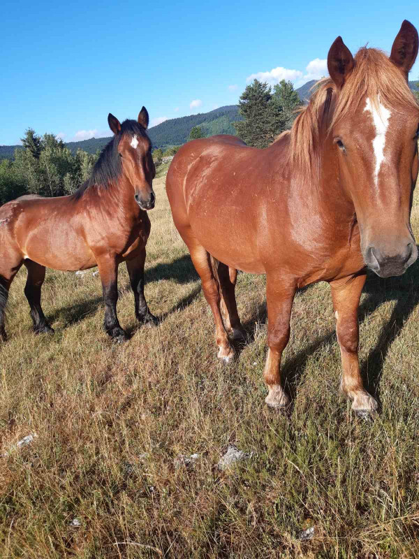 Prodajem 10  mladih zdrijebaca starsti od 1-3 godine