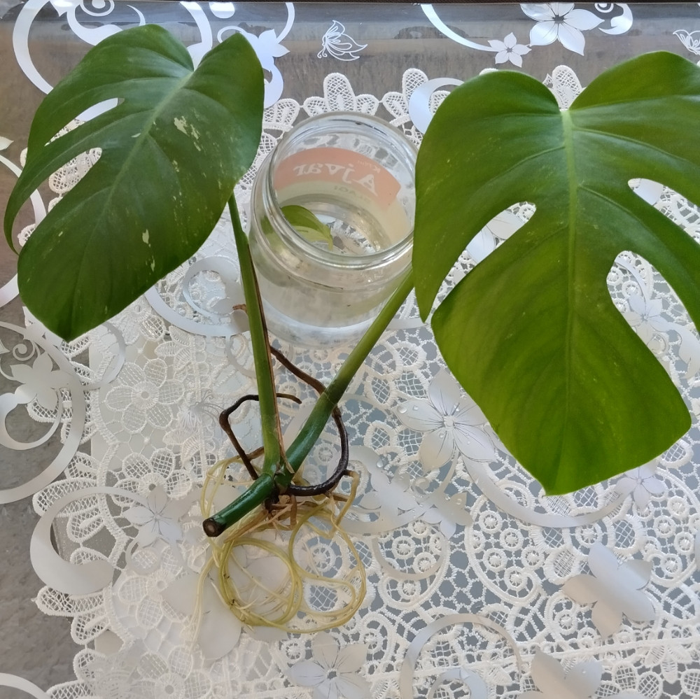 Monstera deliciosa variegeta