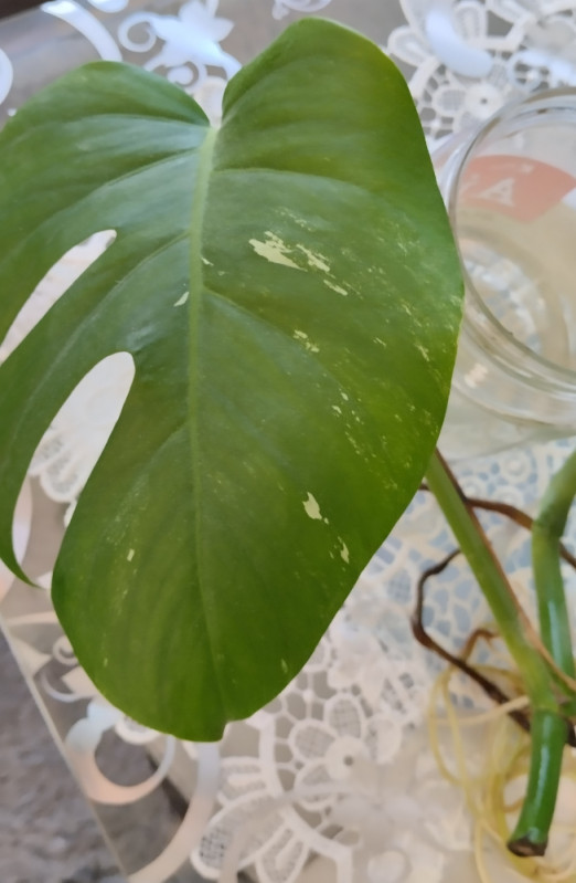 Monstera deliciosa variegeta