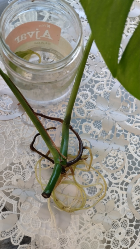 Monstera deliciosa variegeta