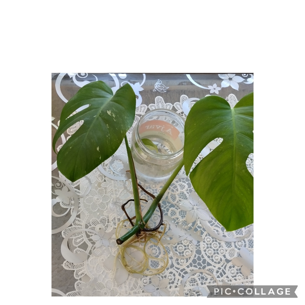 Monstera deliciosa variegeta
