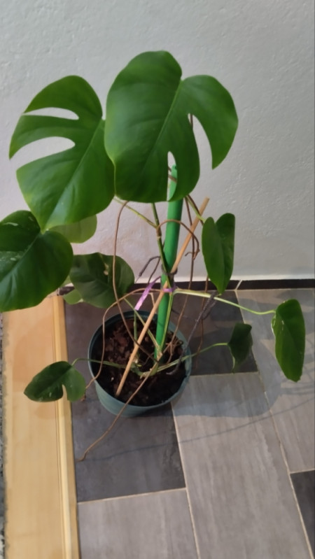 Monstera deliciosa variegeta