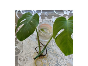 Monstera deliciosa variegeta