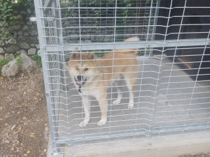Japanska akita inu