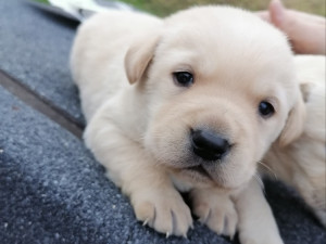 Labrador štenad dostava BiH i EU +387603089237