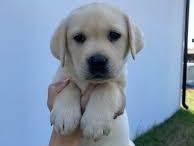 Labrador štenad moguća dostava BiH i EU +38762213383