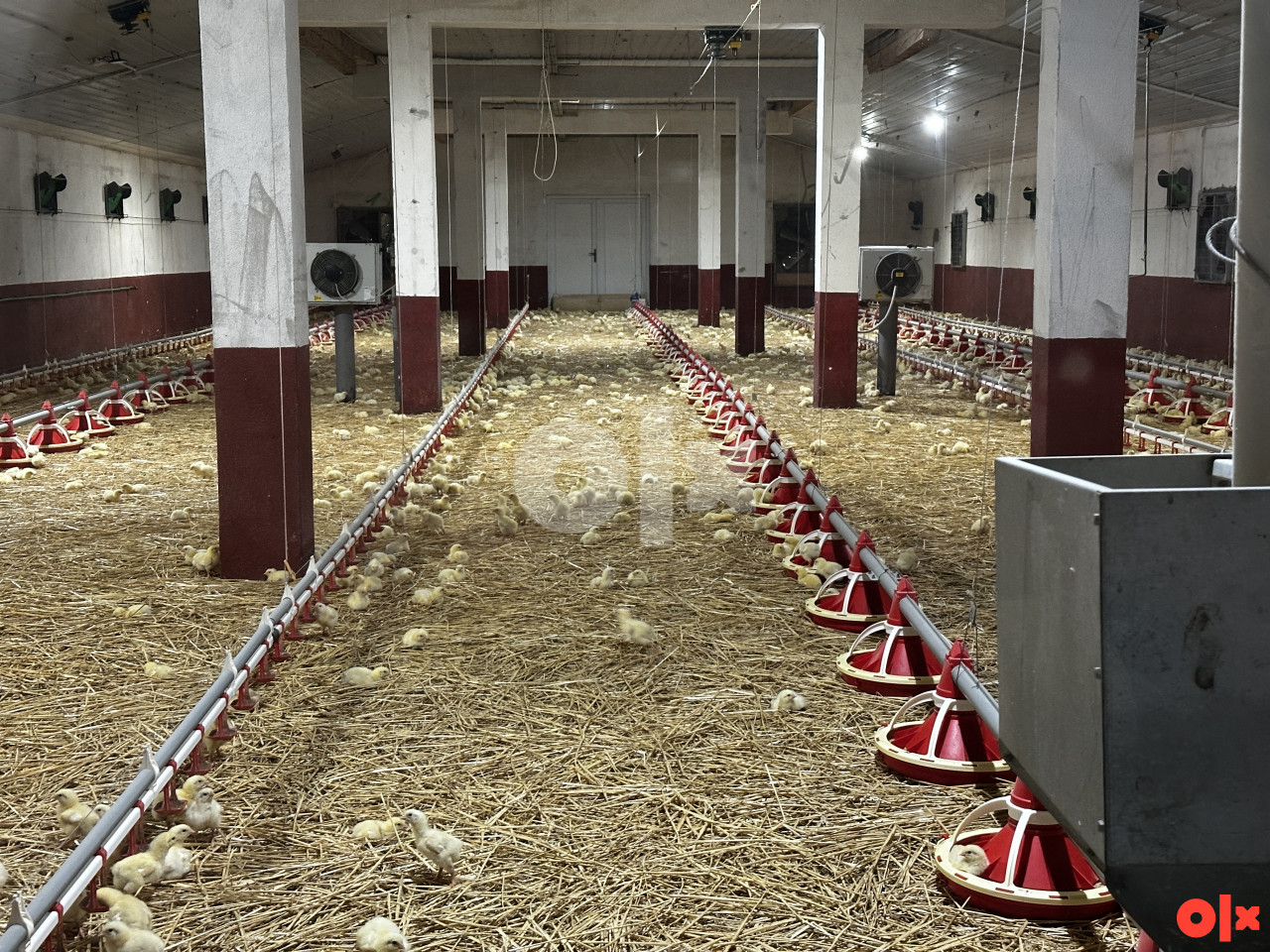 FARMA PILIĆA ZA TOV BROJLERA PILE PILICI 10
