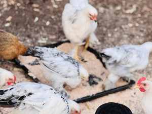 KOKE PILICE HOROZI SVE RASE PO VAŠEM IZBORU VOGOŠĆA