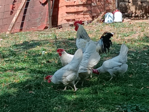 LEGHORN KOKE PRVA KLASA SARAJEVO VOGOŠĆA