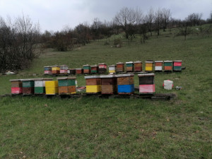 Pcele,pcelinja drustva rojevi pcela