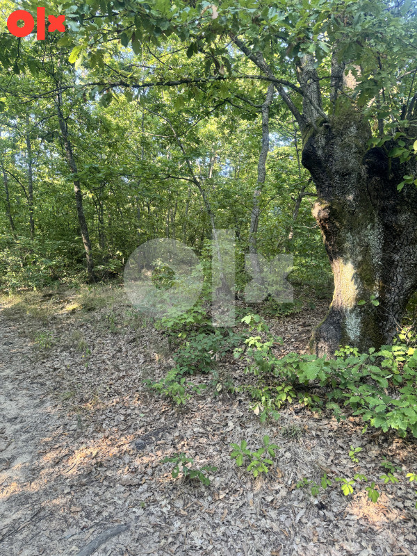 Gradiška Selo Jelici Šuma 4