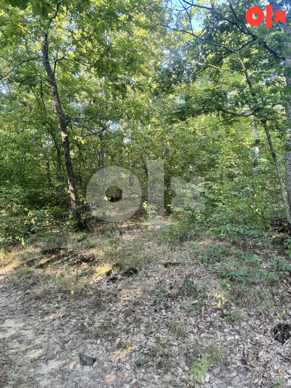Gradiška Selo Jelici Šuma 5