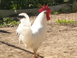 Leghorn horoz