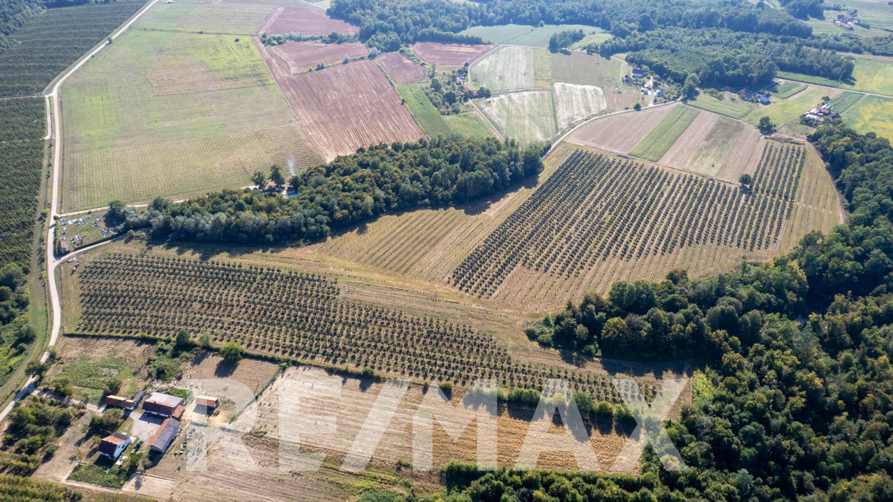 Profitabilna plantaža lješnjaka,12 hektara-prodaja poslovanja