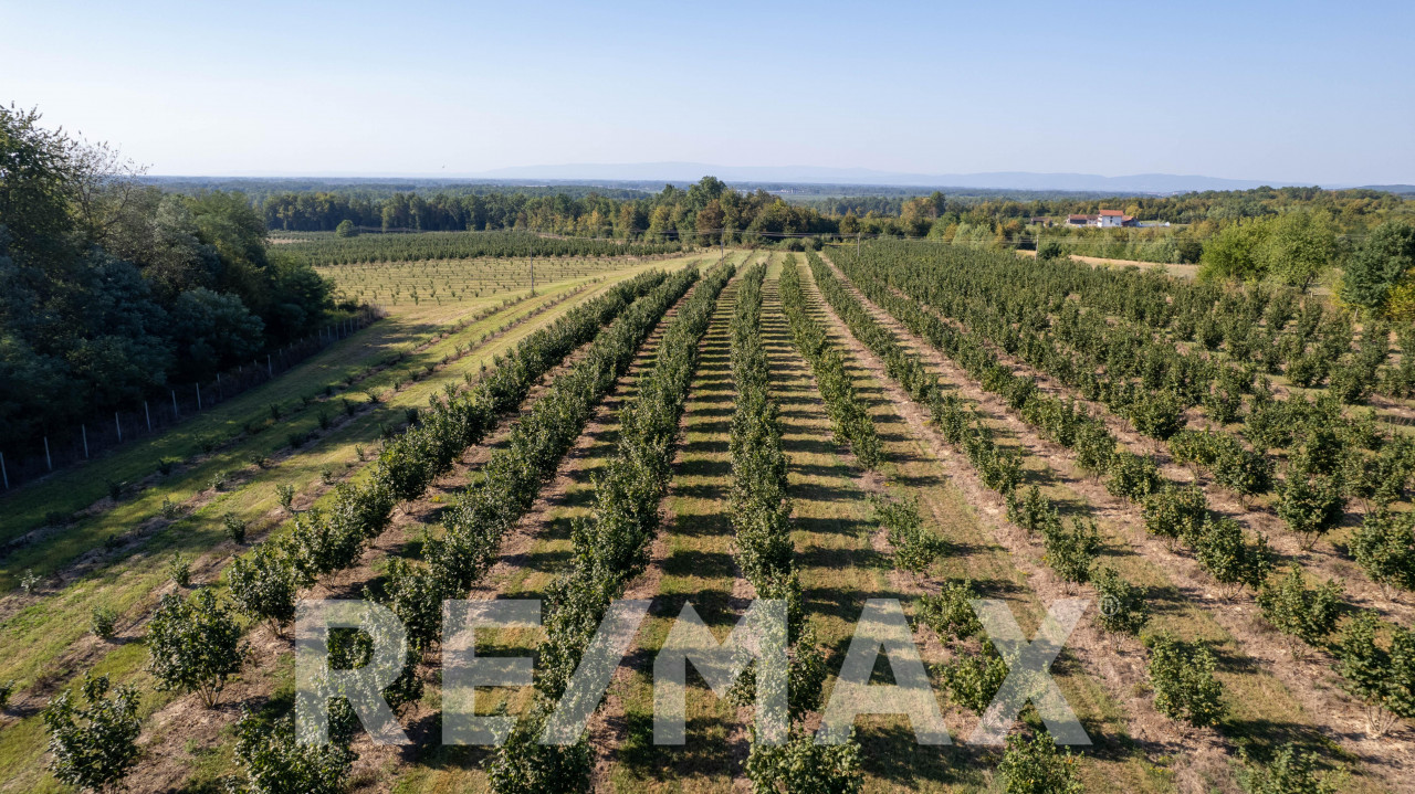 Profitabilna plantaža lješnjaka,12 hektara-prodaja poslovanja 4