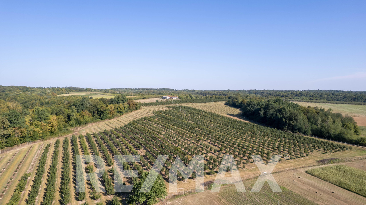 Profitabilna plantaža lješnjaka,12 hektara-prodaja poslovanja 6