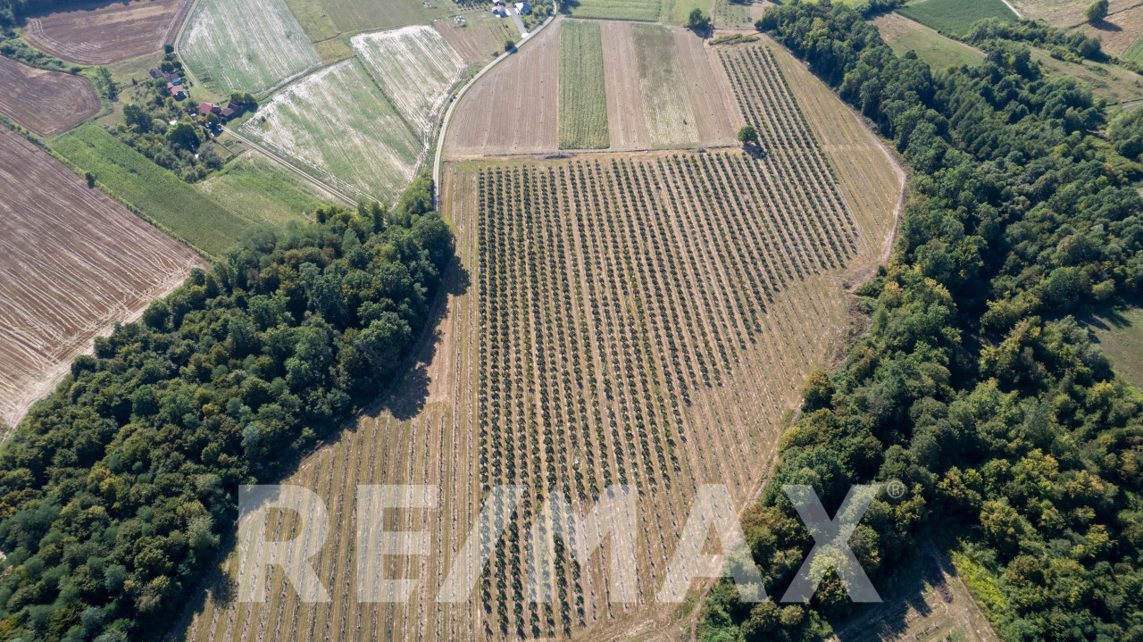Profitabilna plantaža lješnjaka,12 hektara-prodaja poslovanja 7