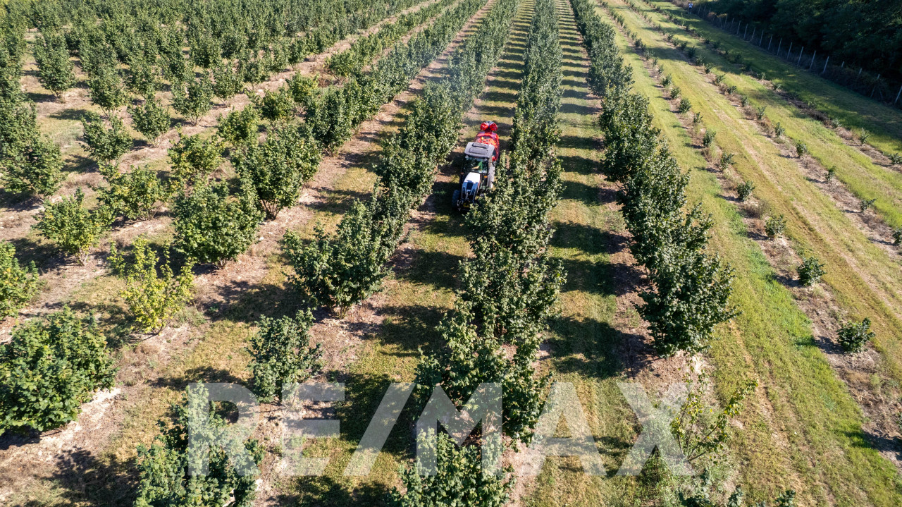 Profitabilna plantaža lješnjaka,12 hektara-prodaja poslovanja 8
