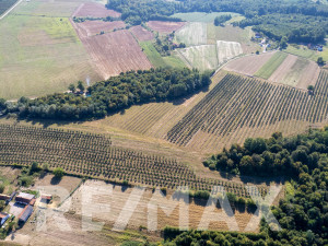 Profitabilna plantaža lješnjaka,12 hektara-prodaja poslovanja