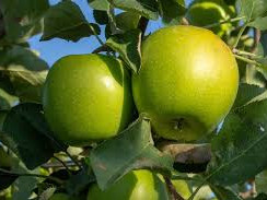 Jabuka greni Granny Smith za rakiju sok