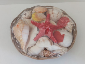 Morska zvijezda i školjke iz mora