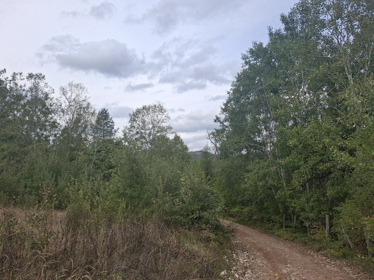 EOS / Zemljište / Rogatica / 17.600 m2 5