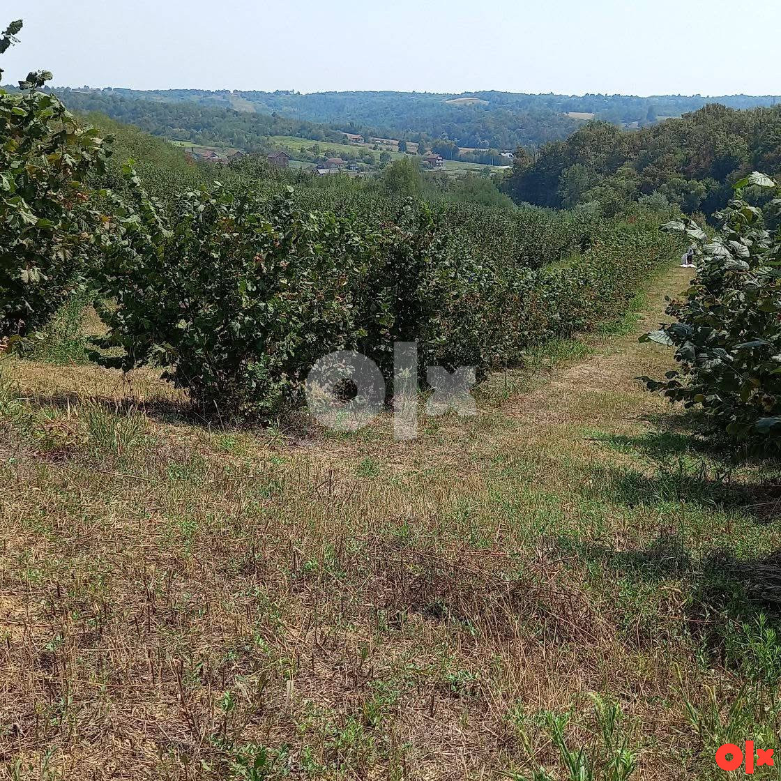 Plantaža lješnjaka Derventa, 49.500m2