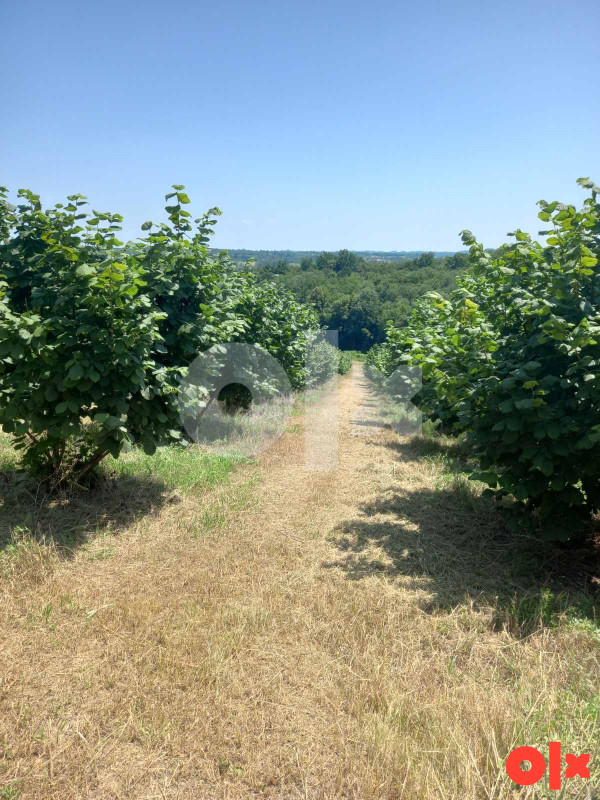 Plantaža lješnjaka Derventa, 49.500m2 3
