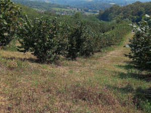 Plantaža lješnjaka Derventa, 49.500m2