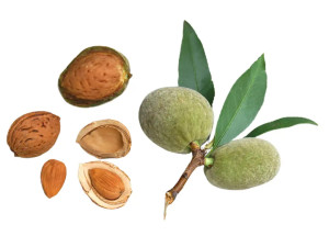 Sadnice Badema Bajama Avijor