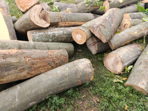 DRVA BUKVA PRVA KLASA