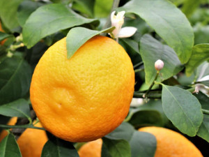 Limun Volkammer , otporan na hladnoću