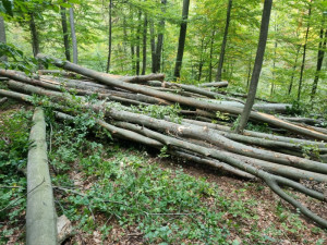 DRVA BUKVA PRVA KLASA