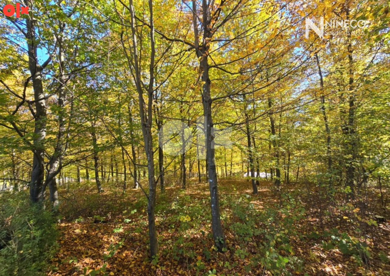 ZEMLJIŠTE SA ŠUMOM - SLATINA - 3.393 m2 7