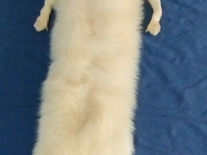 POLARNA Bijela lisica dekorativno krzno veće očuvano