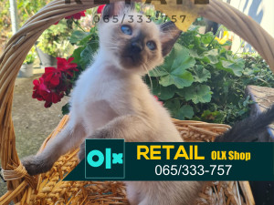 Sijamski mačići 2 mjeseca starosti kućni ljubimci