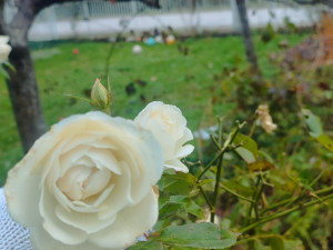 Ruža, ruže, kupina, čuvarkuća, pelcer, pelceri prodaja