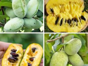 indijanska banana, Asimina, paw paw banana