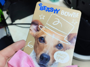 Ljubimac pas mašna ukrasi životinje psić ženka