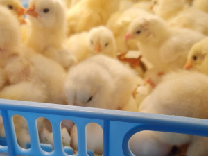 Jednodnevni pilici bijeli leghorn koke nosilje kokoske lehorn pil