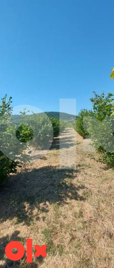 Parcela sa lješnjakom 3