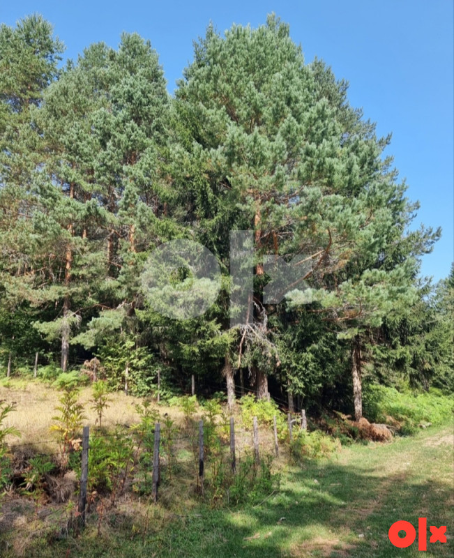 Prodaja parcele pod sumom