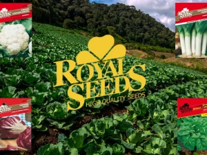 ROYAL SEED MALE KESICE POVRĆA (ZELENO POVRĆE)