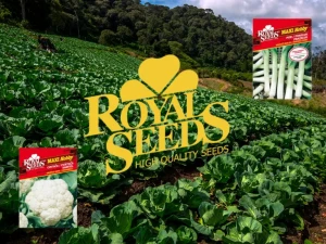 ROYAL SEEDS MAXY KESICE POVRĆA (ZELENO POVRĆE)