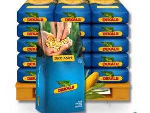 DEKALB 3609 (FAO 270)