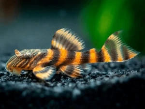 Ribica pleco L397