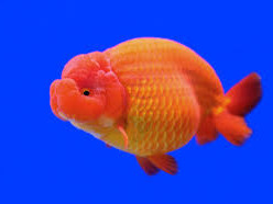 Ribice Rancu goldfish