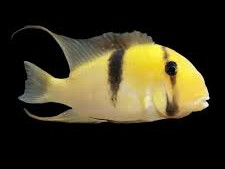 Ribice Guianacara Bandit americki ciklid